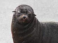 Mika, South African Fur Seal