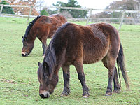 Ponies