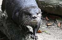 One of our Otters
