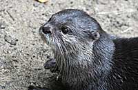 our resident otter