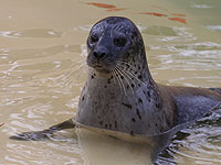 One of our common seals