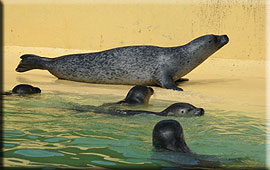 Sally our resident common seal with the pups in the outside pool