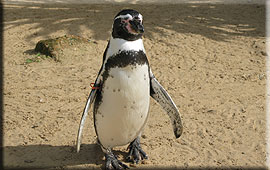 Beau, one of our penguins