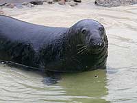 Flipper