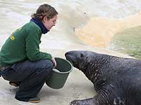 Flipper checking Tamara's bucket for fish!