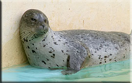 One of our residents relaxing on the side of the pool!