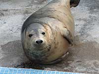 Imogen in the convalescence pool - this was taken on 9th April 2008
