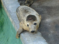 Photo of April, a rescued seal pup from the 2007/8 season, was taken by India Clifton