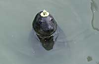 Itchen - with hat tag