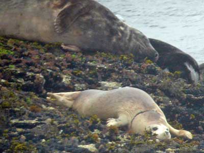 Jenifer - Photo copyright of Sue Sayer (www.cornwallsealgroup.co.uk)