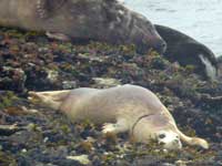 Photo of Jenifer is copyright of Sue Sayer of the Cornwall Seal Group