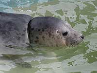 Jenifer in the outside pool - photo was taken on 20th March 2008