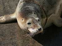 Jenifer  in the convalescence pool - photo was taken on 9th April 2008