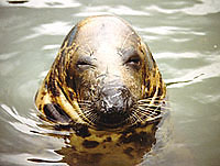  One of our resident seals
