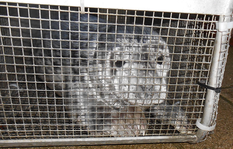 Jessie J in the transportation cage