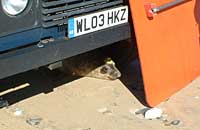 Photo of Josh hiding under the NSS's land rover -  Copyright of Dave Jarvis of BDMLR