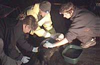 Lesley Jarvis, Tim Bain and Dan Jarvis cleaning oil from Josh on Sue Sayer's terrace - Photo was taken by Sue Sayer on 16-01-2006