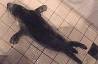 Josh stayed overnight at Sue Sayer's house in the shower room - Photo was taken by Sue Sayer on 16-01-2006
