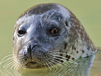 This photo of Sija, our resident common seal, was taken by Graham Karslake (G and R Photography) during his visit to the National Seal Sanctuary on 1st November 2008