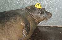 Keekle being released