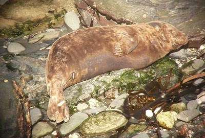 (Ken - Photo copyright of Sue Sayer (www.cornwallsealgroup.co.uk)