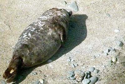 (Ken - Photo copyright of Sue Sayer (www.cornwallsealgroup.co.uk)