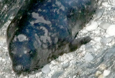 (Ken - Photo copyright of Sue Sayer (www.cornwallsealgroup.co.uk)