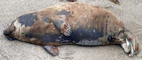 Photo of Ken was taken by Sue Sayer of the Cornwall Seal Group