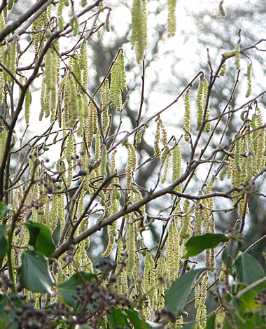 This photo of Catkins was taken by Kenny Pask