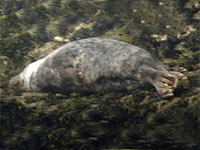 Kitto - photo was taken on 10th September 2009 by Sue Sayer of the Cornwall Seal Group www.cornwallsealgroup.co.uk