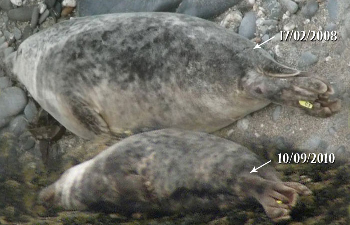 This photo (copyright) was taken by Sue Sayer of the Cornwall Seal Group