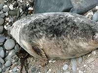 Kitto - photo was taken on 17th February 2008 by Sue Sayer of the Cornwall Seal Group www.cornwallsealgroup.co.uk