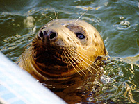 Lada in the convalescence pool