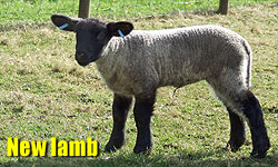 New Lamb