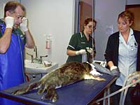 Larch on vet's table