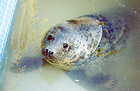 Limpet, a rescued pup