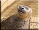Linda - rescued common seal pup 2011 season