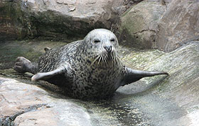 Lorne