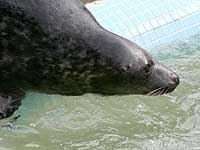Photo of Ludo was taken on 20th March 2008
