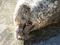 Ludo in the outside convalescence pool - this was taken on 9th April 2008
