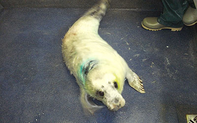 Photo of Lulu by Rachael Vine of the Cornish Seal Sanctuary