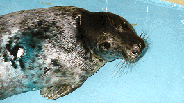 Madleleine, injured seal pup