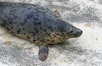 Magnet in the convalescence pool - photo was taken on 30th December 2006