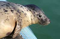 Magnet in the convalescence pool - photo was taken on 3rd February 2007