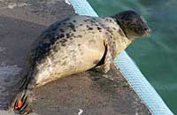 Magnet in the convalescence pool - photo was taken on 3rd February 2007