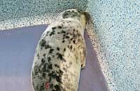 Magnet in the isolation pen in the hospital - photo was taken on 9th October 2006 by Rachael Vine