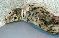 Magnet in the isolation pen in the hospital - photo was taken on 9th October 2006 by Rachael Vine