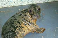 Magnet in the hospital - photo was taken on 20th October 2006 by Rachael Vine