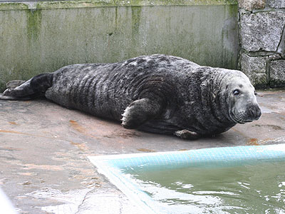 Magnus