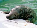 Magnus